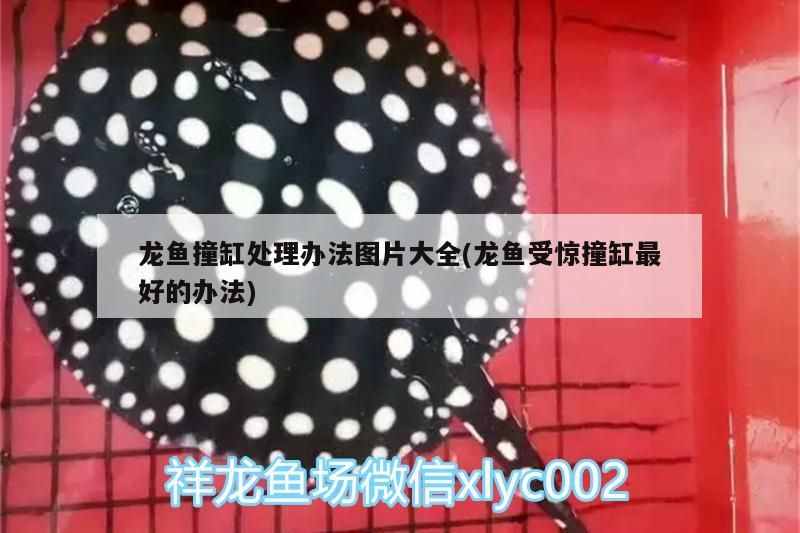 龍魚撞缸處理辦法全攻略，含受驚撞缸