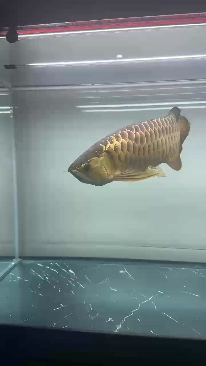 年初一宅家樂，悠閑看魚逗趣，暢快