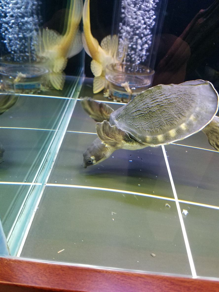 求高人幫忙看看豬鼻龜眼睛下方起的是什么東西呀？ 求高人幫忙看看豬鼻龜眼睛下方起的是什么東西呀？ 豬鼻龜百科 第6張