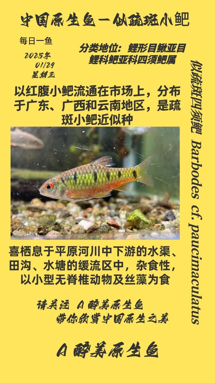 似疏斑四須鲃，獨特魚類的生態習性與生存
