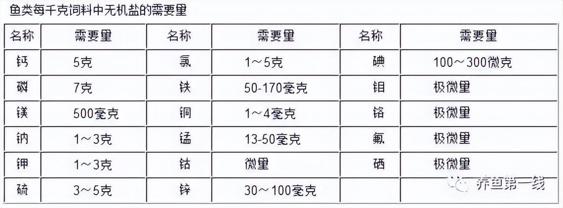 紅龍魚養殖方法視頻教程全集，水族瑰寶的