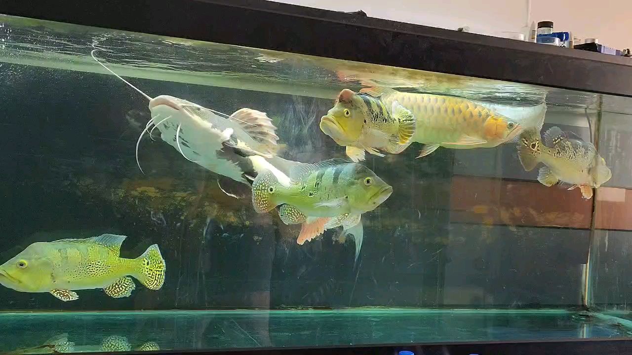 新氣象，魚缸卻依舊臟，養魚人的懶散與