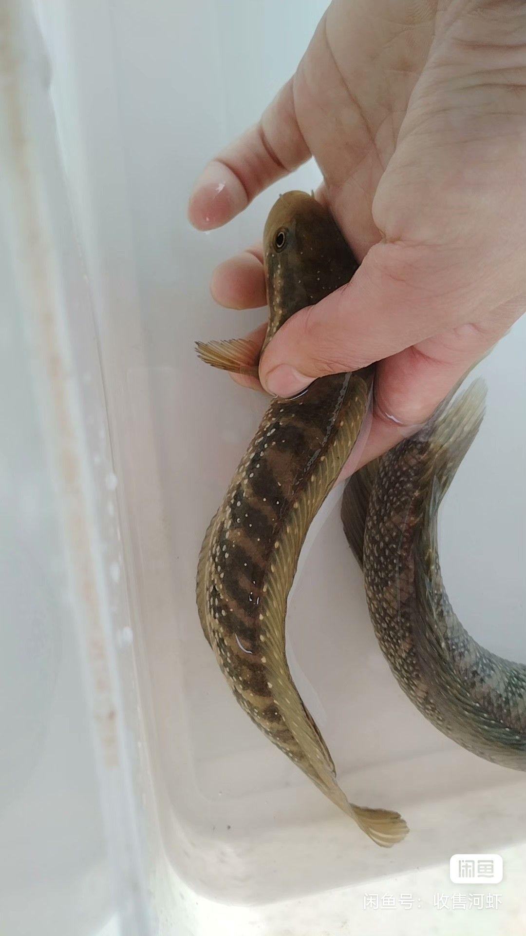 星七星魚與雷龍山斑，獨特魚類的神秘魅力