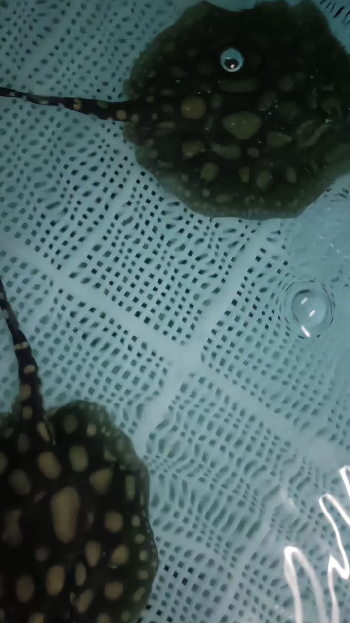 2支，數量背后的神秘意義與潛在