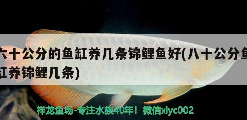 至八十公分魚缸養錦鯉，幾條為宜？ 至八十公分魚缸養錦鯉，幾條為宜？ 錦鯉魚百科