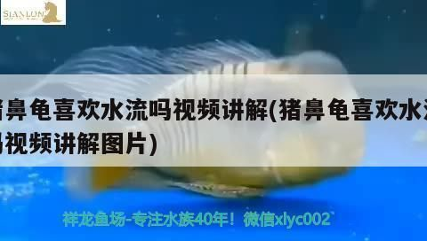 鼻龜兇不兇？家庭養殖適宜性及正確飼養方法