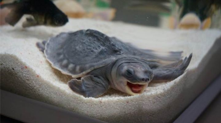 鼻龜兇不兇？家庭養殖適宜性及正確飼養方法