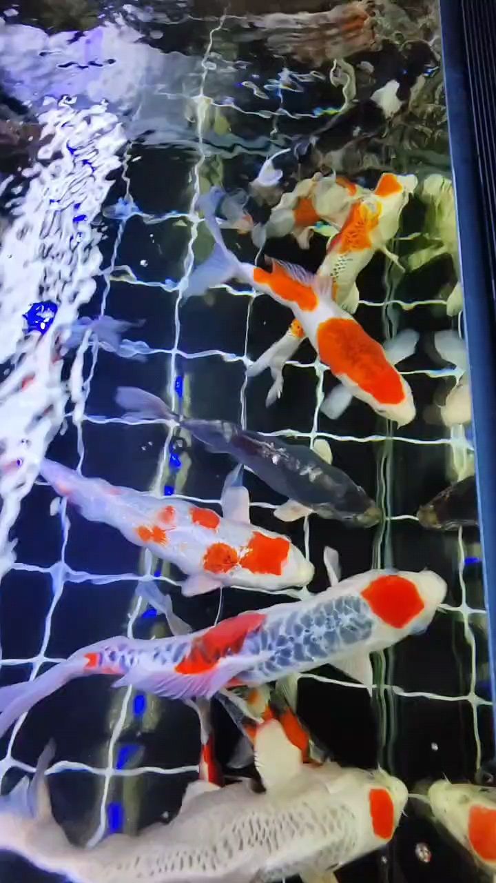 龍年新春至福滿人間 祥瑞賀歲迎新年