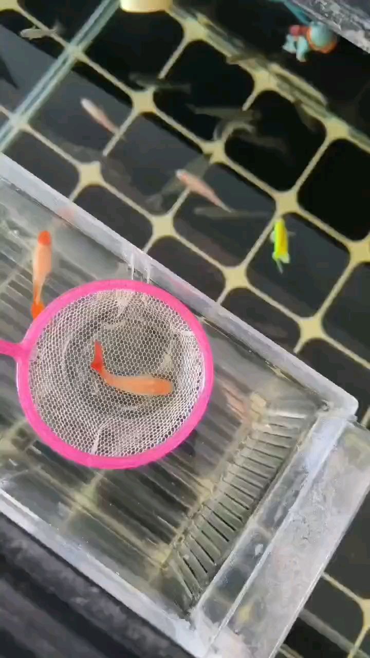 棒，獨特魅力與多元價值，在生活中