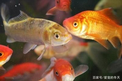 金魚飼養全攻略，方法技巧與