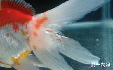 金魚飼養全攻略，方法技巧與