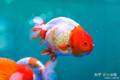 金魚飼養全攻略，方法技巧與