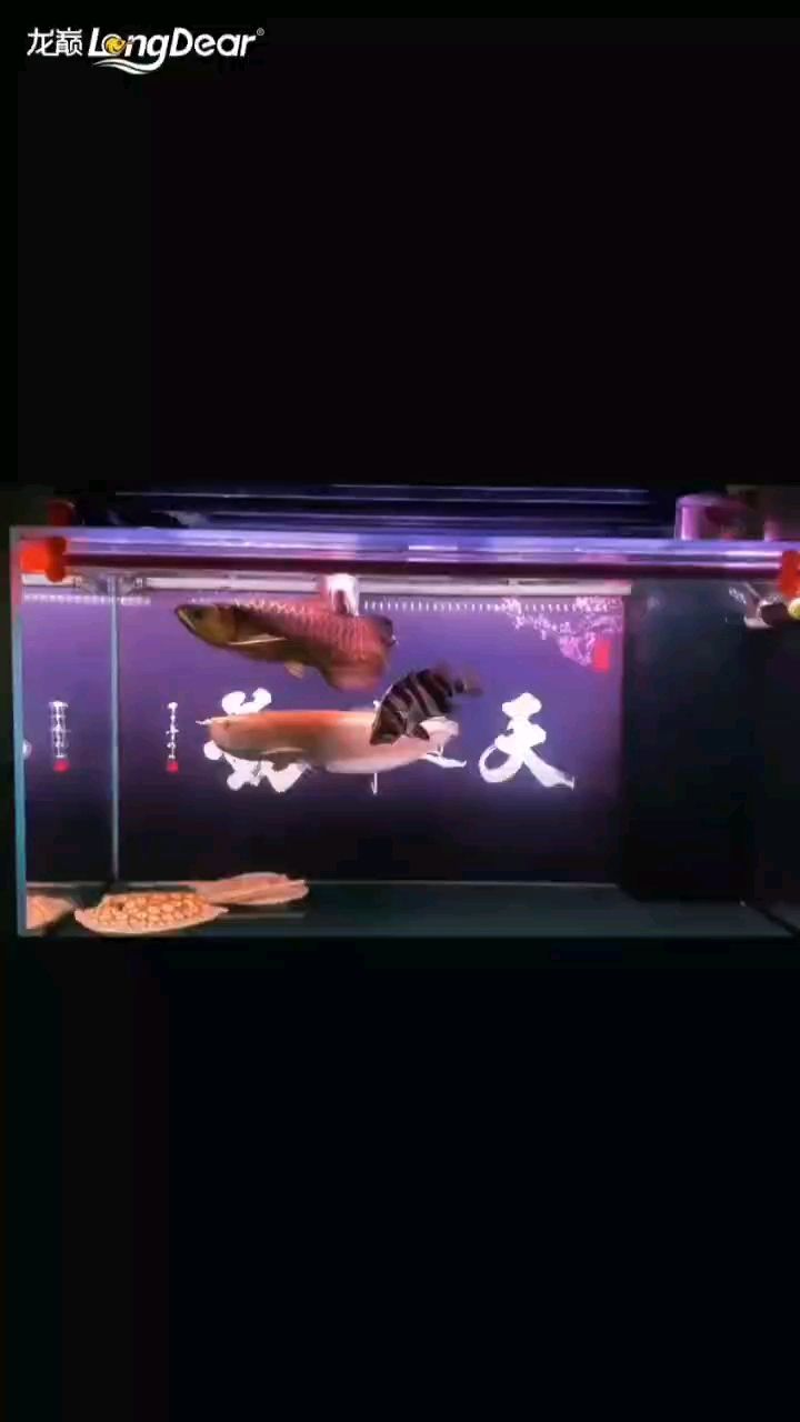 轉發685背后，探尋其引發廣泛關注與大量轉發的