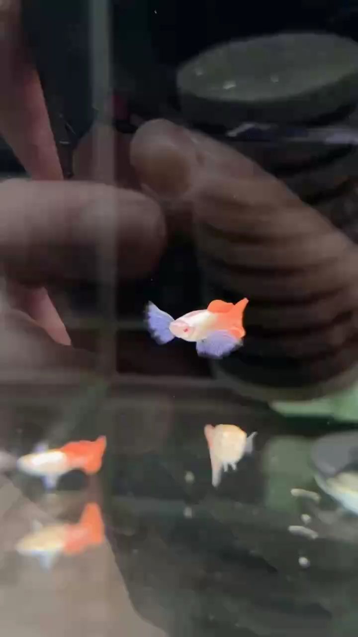 子白金象耳孔雀魚，高端稀有