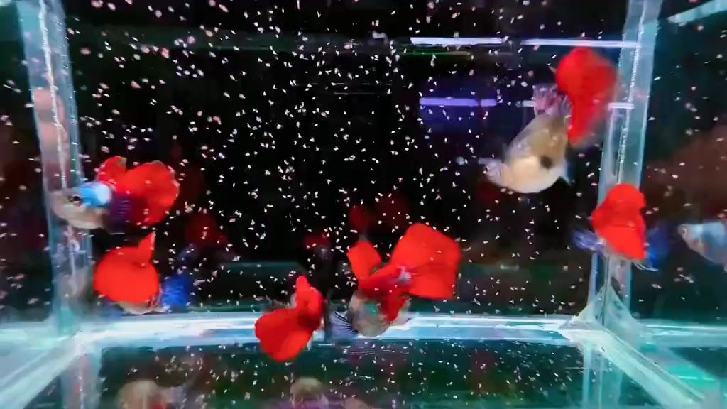 白金象耳球體孔雀魚 #孔雀魚 #高端孔雀魚 #稀有孔雀魚