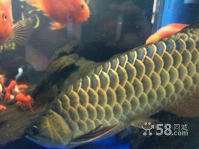 0公分虎魚，體型惹眼，其價格究竟高不高？