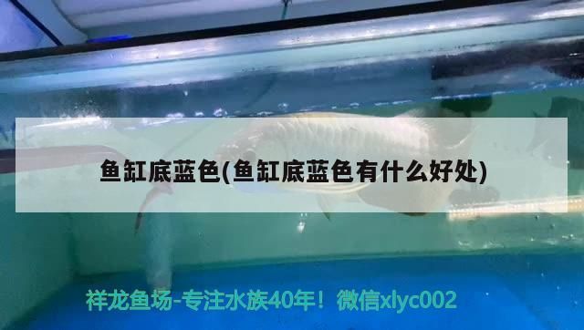 魚缸底藍色的奧秘，探尋其對魚兒及觀賞效果的諸多