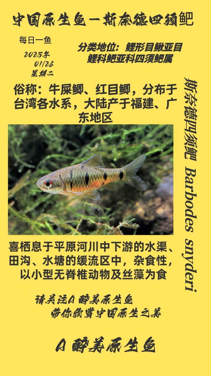 斯奈德四須鲃，獨特習性與生存環境探秘