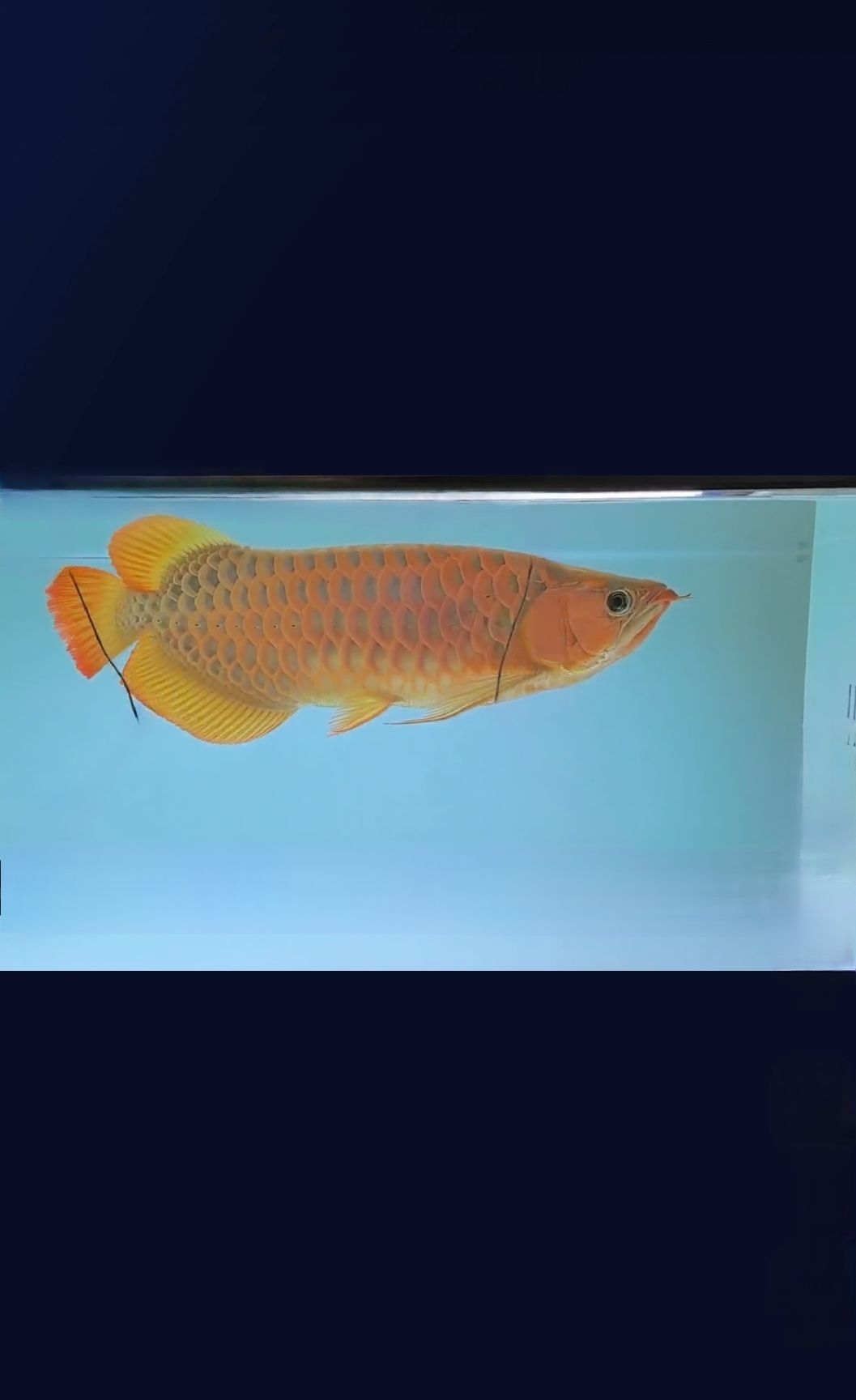 祝魚友新年快樂事事如意水清魚靚，盼新歲同享養魚妙