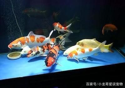 8米魚缸養(yǎng)幾條錦鯉？