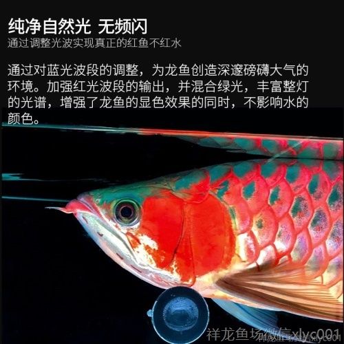 印龍魚增艷燈系列，亮彩、紅龍及