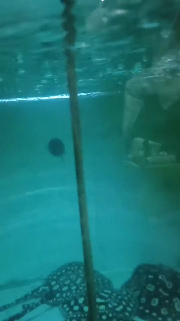 生小魚，奇妙水族生命的誕生與成長之神秘過程