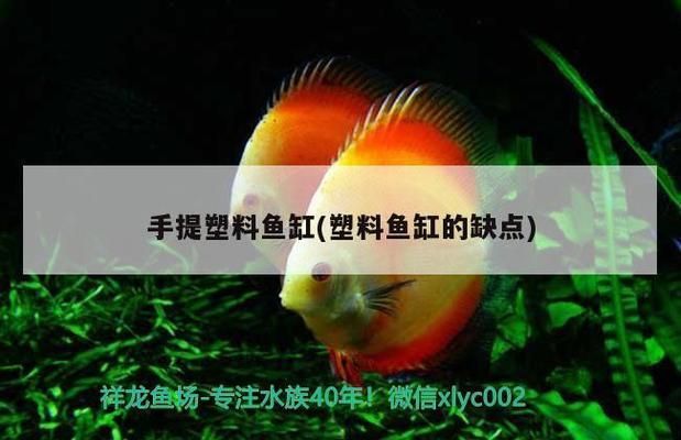魚缸優劣及與玻璃缸對比，延長其壽命方法全解析