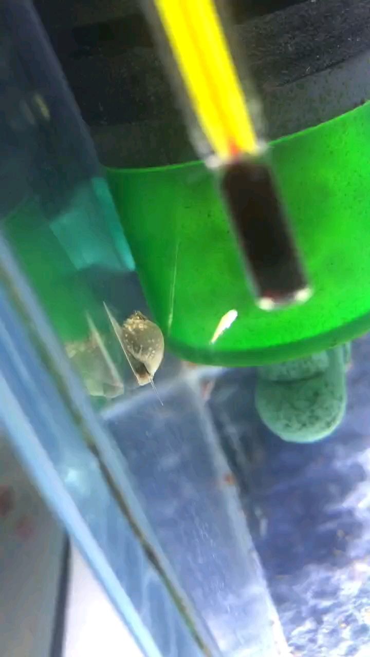 龍魚干蝦有營養(yǎng)嗎 蝸牛,慢吞吞的小生靈,卻有著堅(jiān)韌前行的奇妙 龍魚論壇 蝸牛,慢吞吞的小生靈,卻有著堅(jiān)韌前行的奇妙 蝸牛,慢吞吞的小生靈,卻有著堅(jiān)韌前行的奇妙 龍魚論壇