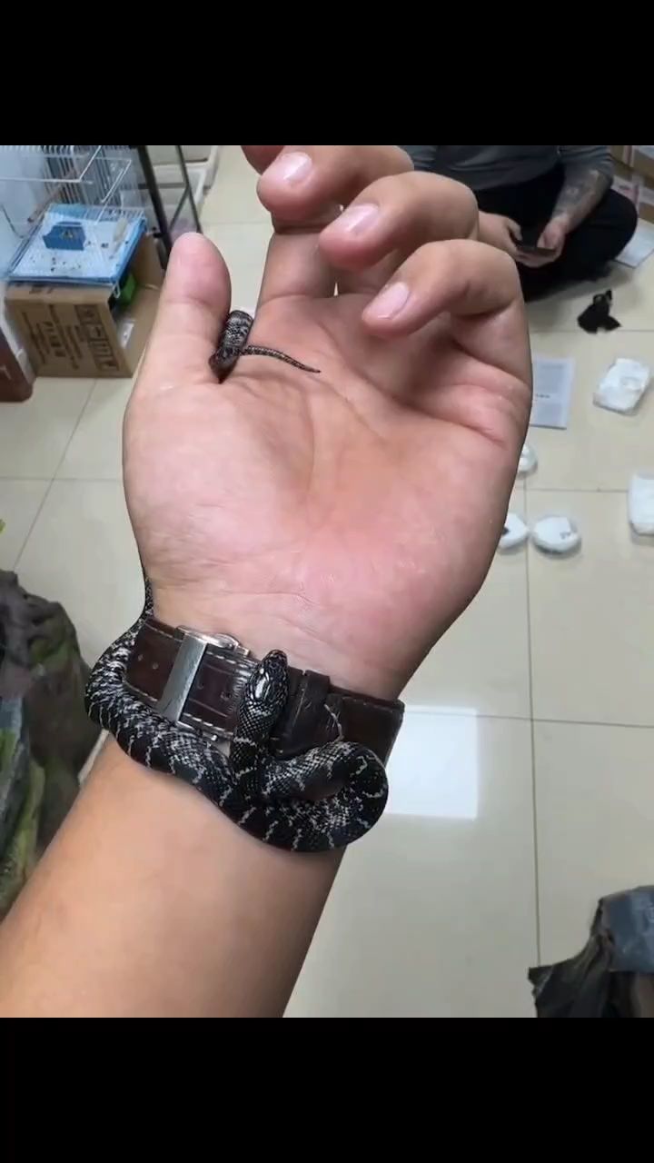 黃布魯克大苗公30g僅售420，品質花卉