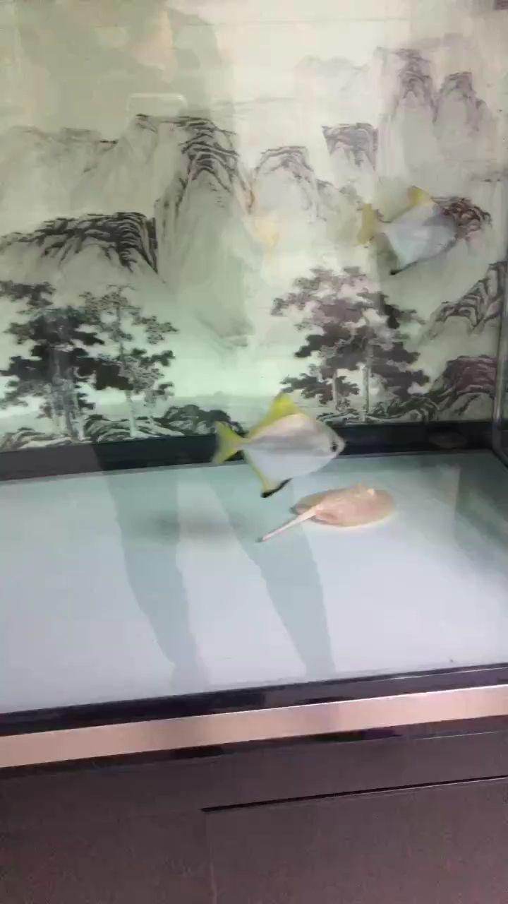 每日簽到，積跬步以致千里，聚點滴而匯江河 每日簽到，積跬步以致千里，聚點滴而匯江河 龍魚論壇