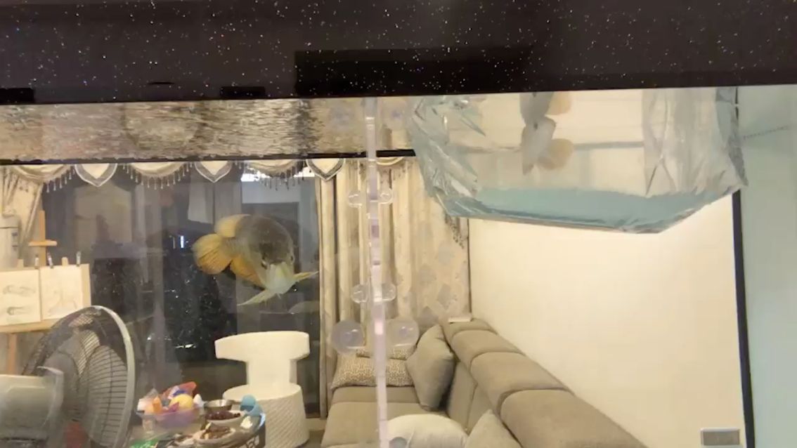魚缸過濾器選購指南:自制魚缸過濾器魚缸上置過濾器對于養魚愛好者的必備知識 莊水族館,孟吉爾紅龍、金龍、四紋虎及魟魚齊聚 廣州孟吉爾 莊水族館,孟吉爾紅龍、金龍、四紋虎及魟魚齊聚 莊水族館,孟吉爾紅龍、金龍、四紋虎及魟魚齊聚 廣州孟吉爾