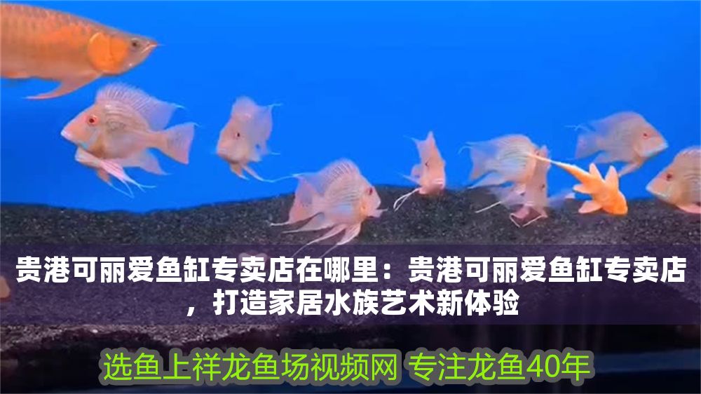 港可麗愛魚缸專賣店位置揭秘，暢享家居水族
