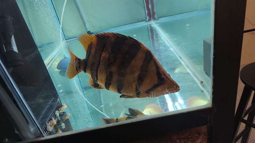 混養，不同品種魚蝦共塘，生態養殖的探索