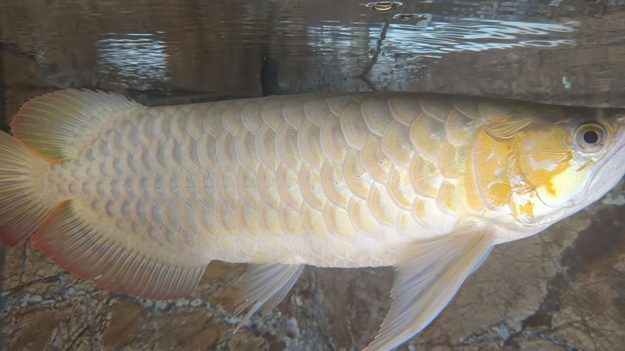 混養，不同品種魚蝦共塘，生態養殖的探索