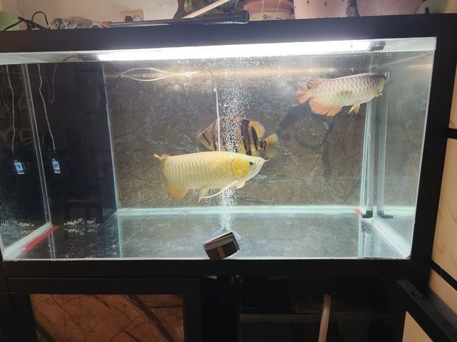 混養，不同品種魚蝦共塘，生態養殖的探索