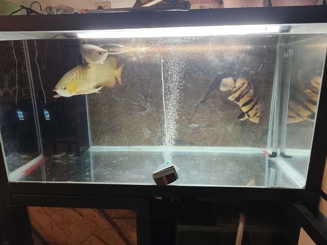 混養，不同品種魚蝦共塘，生態養殖的探索