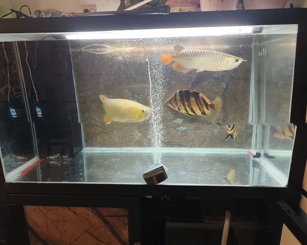 混養，不同品種魚蝦共塘，生態養殖的探索