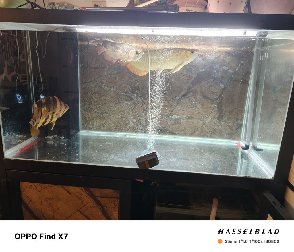 混養，不同品種魚蝦共塘，生態養殖的探索