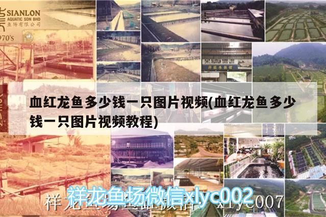 紅龍魚價格及圖片視頻全解析，含選購教程與