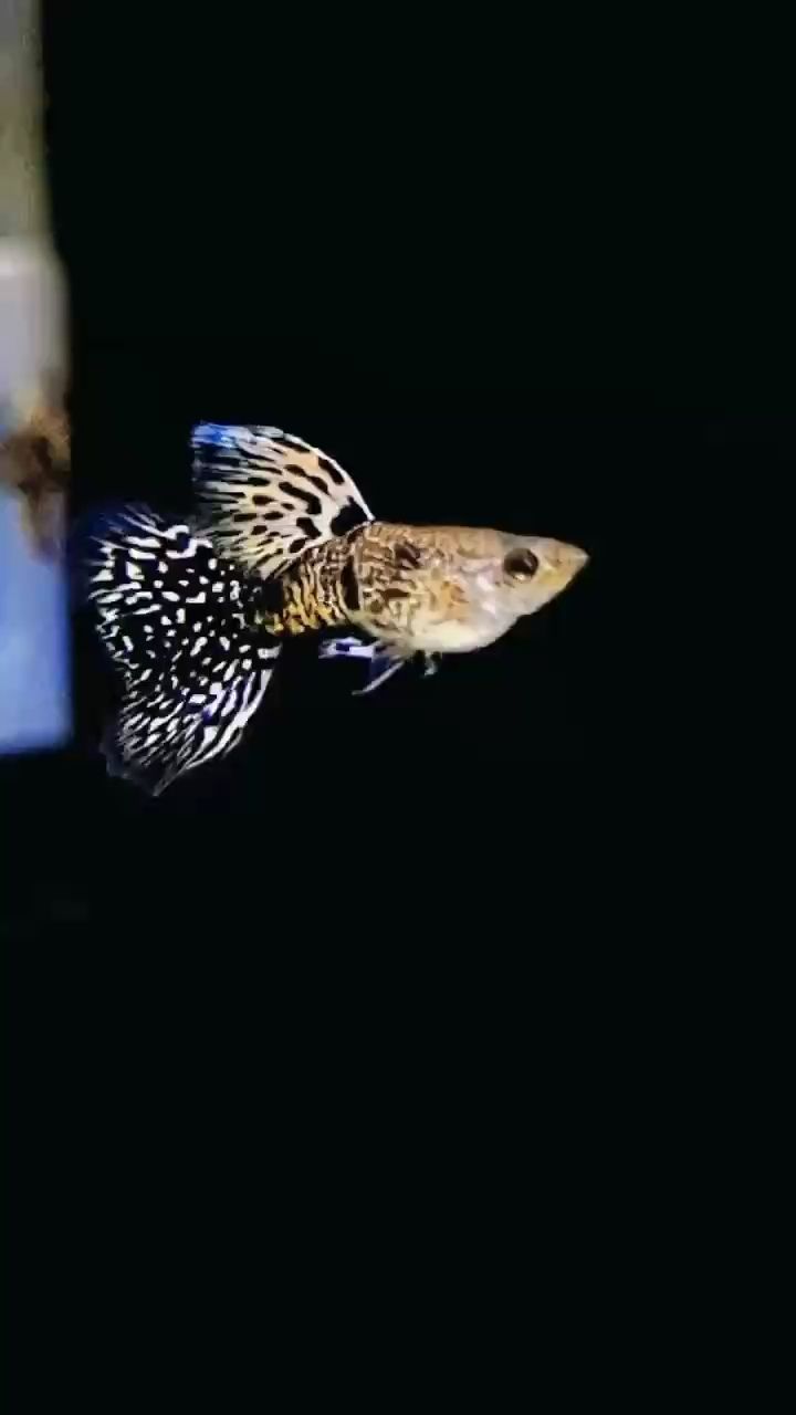 虎斑孔雀魚，高端稀有的孔雀魚品種，盡顯獨特