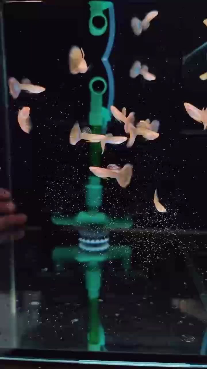 粉孔雀魚，高端稀有品種，孔雀
