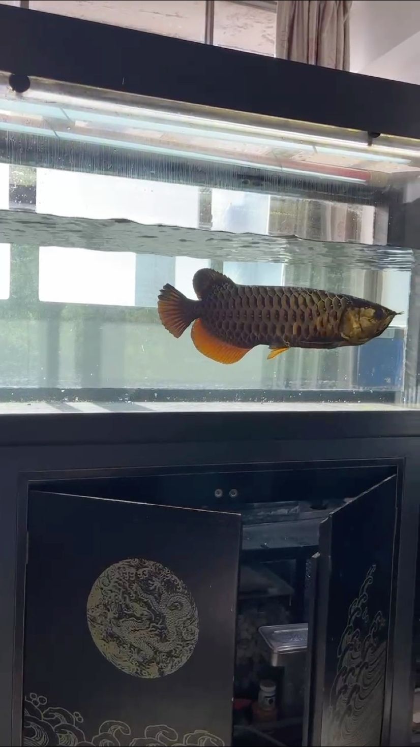 換水迎新春，除舊布新歡度
