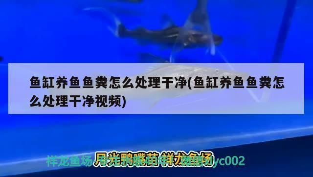 養(yǎng)魚魚糞處理妙招，輕松搞定魚缸清潔難題（