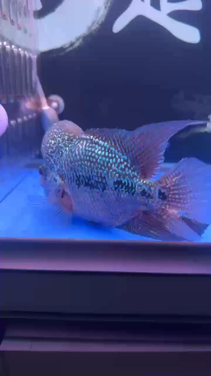 魚不愛動原因何在？ 魚不愛動原因何在？ 龍魚論壇