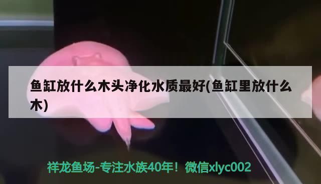 放啥木頭凈化水質最佳？