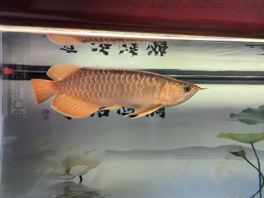 堅持愛好,在熱愛中尋得生活力量與心靈慰藉 龍魚論壇 第2張 堅持愛好,在熱愛中尋得生活力量與心靈慰藉 堅持愛好,在熱愛中尋得生活力量與心靈慰藉 龍魚論壇 第2張