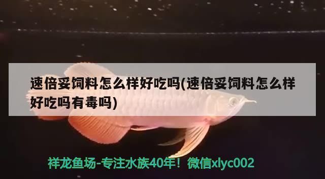 倍妥飼料品質口感評測，是否美味