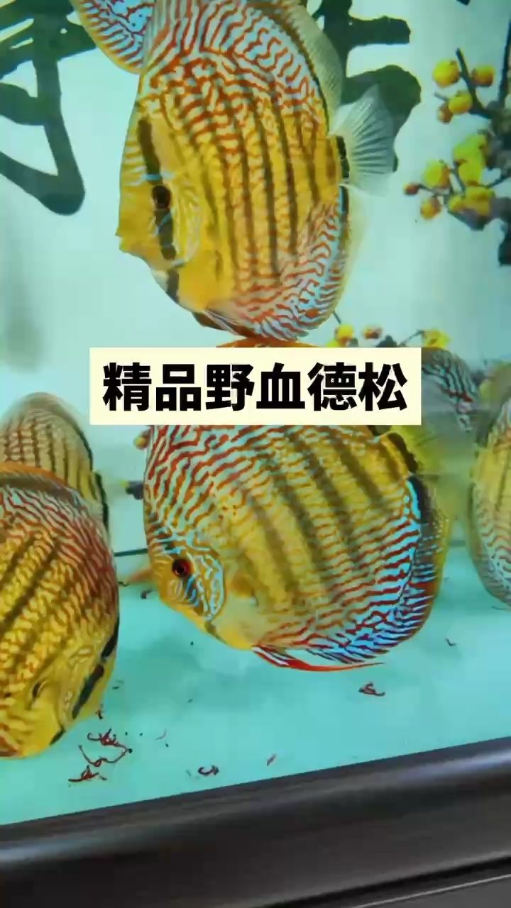 探尋漂亮背后的多元內(nèi)涵，顏值魅力與氣質(zhì)風(fēng)華