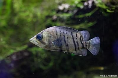 魚食量及喂養方法詳解，吃得是否多？