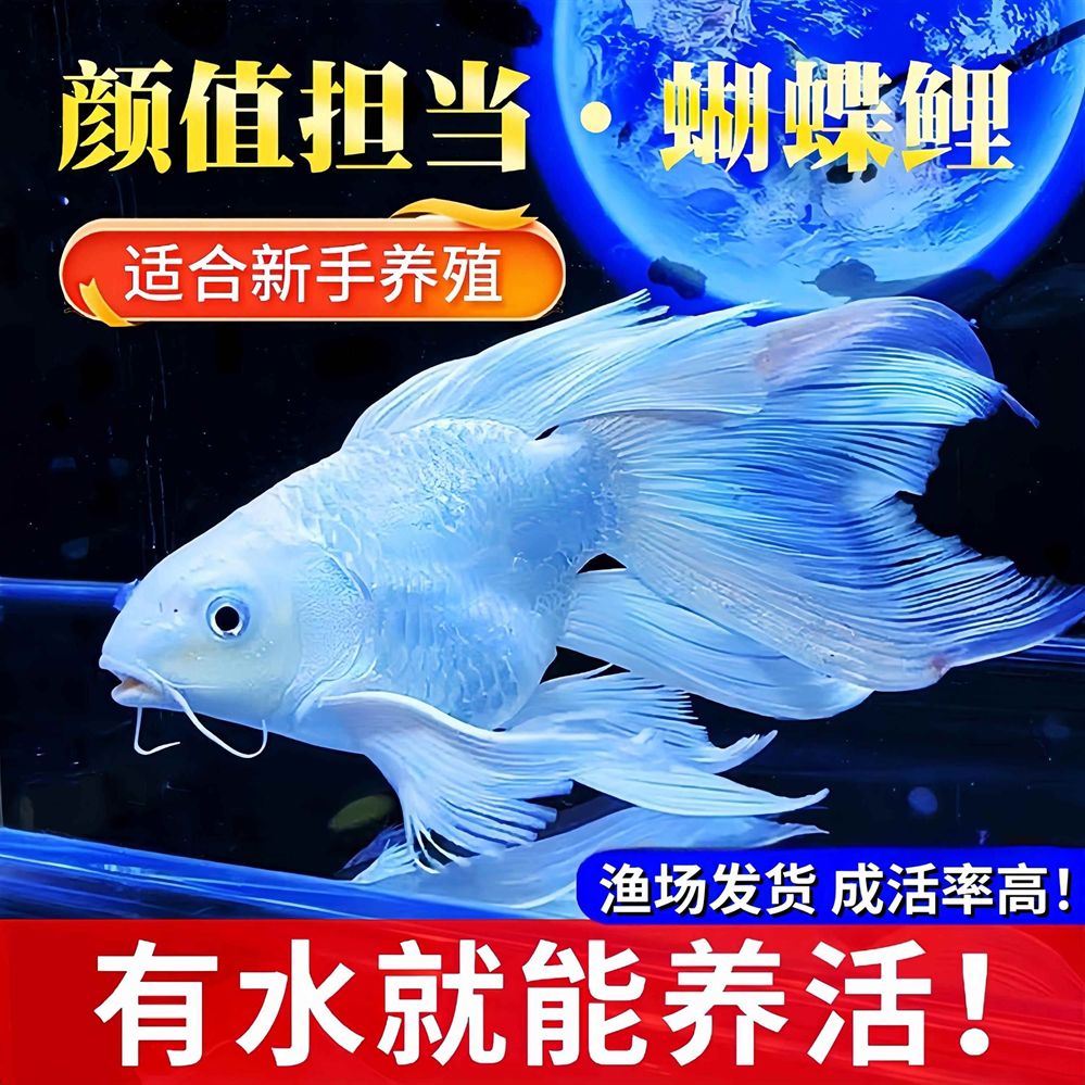 蝴蝶鯉與短身蝴蝶鯉對比,哪種更優及二者 蝴蝶鯉百科 第2張 蝴蝶鯉與短身蝴蝶鯉對比,哪種更優及二者 蝴蝶鯉與短身蝴蝶鯉對比,哪種更優及二者 蝴蝶鯉百科 第2張